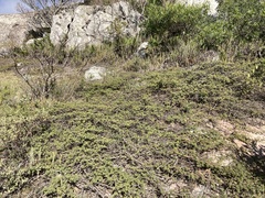 Mimosa burkartii