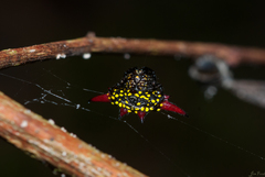 Gasteracantha sauteri