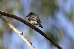 Contopus cinereus