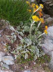Jacobaea incana