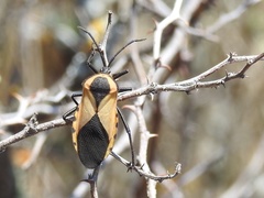 Sephina dorsalis