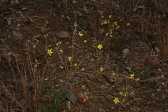 Hesperolinon bicarpellatum