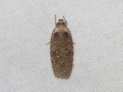 Agonopterix argillacea