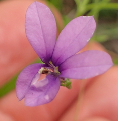 Monopsis stellarioides