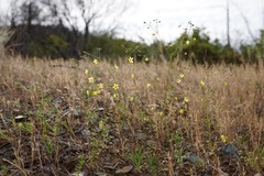 Hesperolinon bicarpellatum