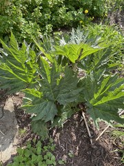 Rheum palmatum
