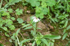 Lobelia chinensis