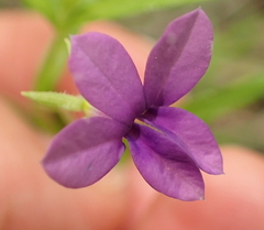Monopsis stellarioides