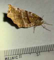 Selenia alciphearia