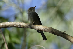 Contopus cinereus