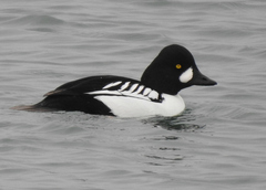 Bucephala clangula × islandica