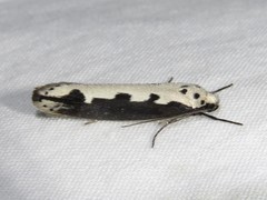 Ethmia bipunctella