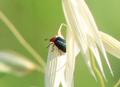 Plagiodera arizonae