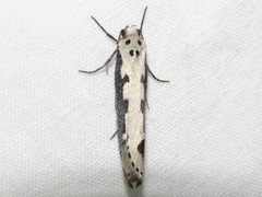 Ethmia bipunctella