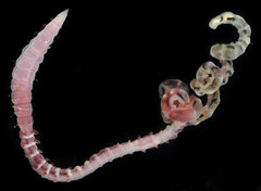 Notomastus latericeus