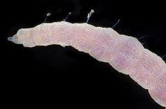 Notomastus latericeus