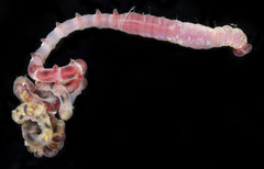 Notomastus latericeus