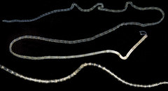 Phyllochaetopterus prolifica