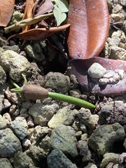 Rhizophora mangle image