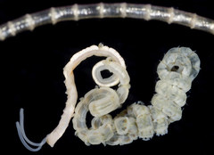 Phyllochaetopterus prolifica