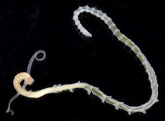 Phyllochaetopterus prolifica