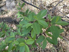 Frangula betulifolia