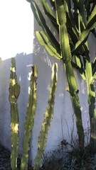 Magnoliopsida