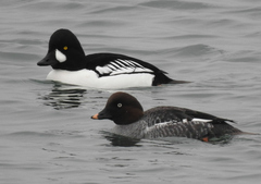 Bucephala clangula × islandica