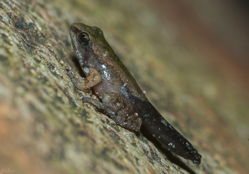 Swinhoe's frog, photo 7 of 8