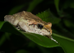 Brown Treefrog photo 2