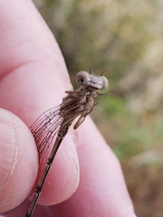 Argia emma
