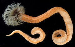 Pseudopotamilla occelata