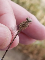 Argia emma