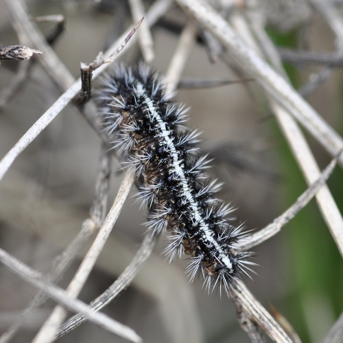 Speckled Footman