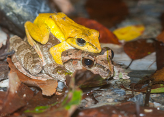 Brown Treefrog photo 3
