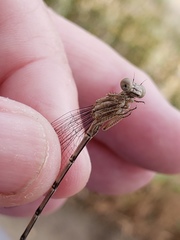Argia emma