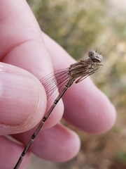 Argia emma