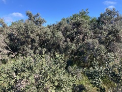 Colletia paradoxa