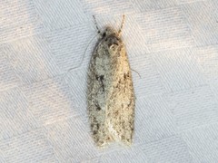 Semioscopis inornata