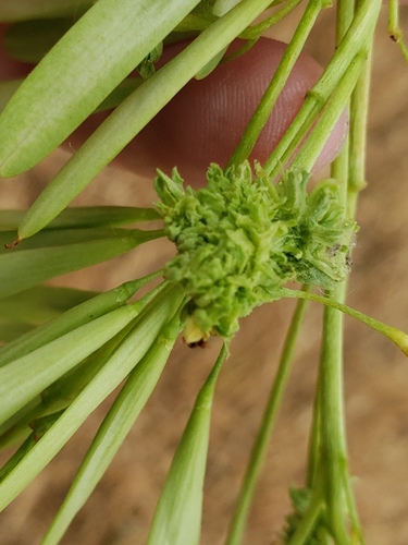 Ash Flower Gall Mite