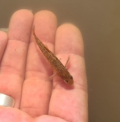 Hypseleotris galii