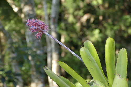 Aechmea caesia