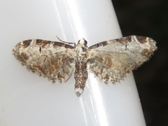 Eupithecia ravocostaliata