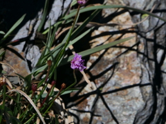 Armeria duriaei