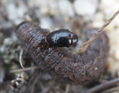 Hypocaccus lucidulus