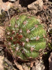 Parodia ottonis