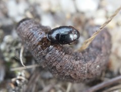 Hypocaccus lucidulus