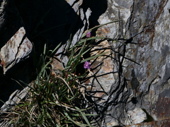 Armeria duriaei