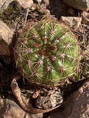 Parodia ottonis