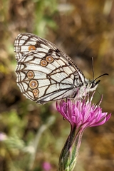Melanargia ines